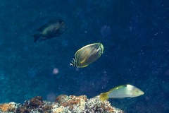 Chaetodon ornatissimus