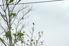 Muscicapa griseisticta