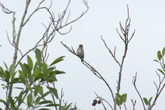Muscicapa griseisticta