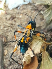 Scaphura elegans