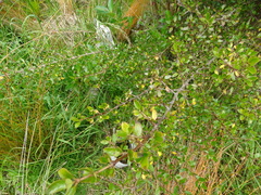 Coprosma ×cunninghamii