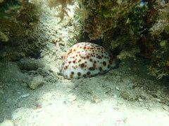 Cypraea tigris