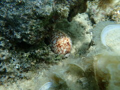 Cypraea tigris