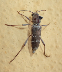 Xylotrechus smei