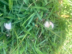 Macrolepiota dolichaula