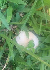 Macrolepiota dolichaula