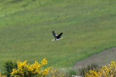 Microcarbo melanoleucos brevirostris