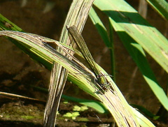 Calopteryx splendens