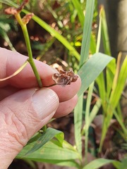 Crocosmia × crocosmiiflora
