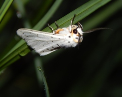 Eyralpenus subluteus