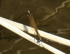 Calopteryx splendens