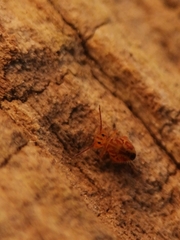 Dicyrtomina ornata