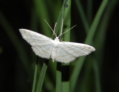 Scopula penultima
