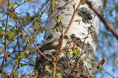 Phylloscopus collybita
