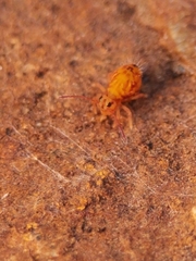 Dicyrtomina ornata