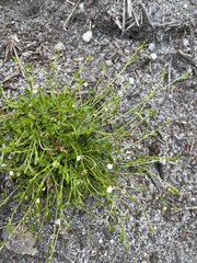 Actinotus omnifertilis
