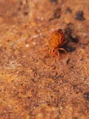 Dicyrtomina ornata