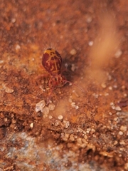 Dicyrtomina ornata