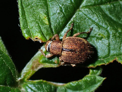 Strophosoma melanogrammum
