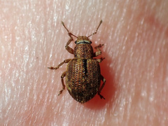 Strophosoma melanogrammum