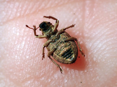 Strophosoma melanogrammum