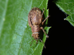 Strophosoma melanogrammum