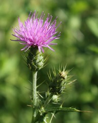 Cirsium creticum