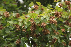 Acer tataricum