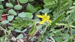 Tribulus cistoides