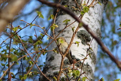 Phylloscopus collybita