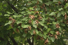 Acer tataricum