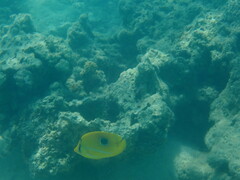 Chaetodon bennetti