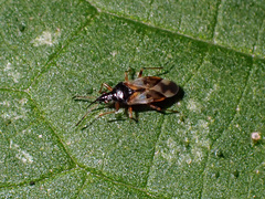 Anthocoris nemorum