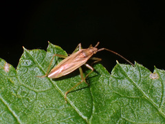 Stenodema holsata