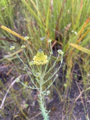 Comesperma flavum