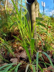 Crocosmia × crocosmiiflora