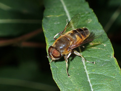 Eristalis similis