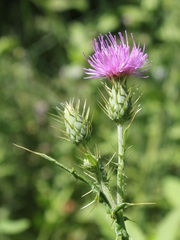Cirsium creticum