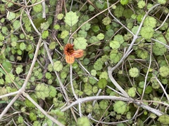 Rhabdothamnus solandri