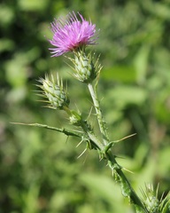 Cirsium creticum