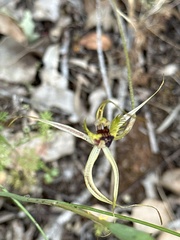 Caladenia attingens