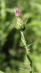 Cirsium creticum