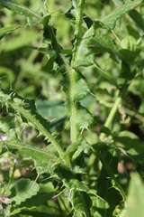 Cirsium creticum