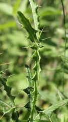 Cirsium creticum