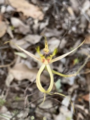 Caladenia attingens