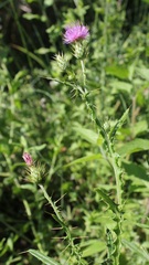 Cirsium creticum