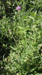 Cirsium creticum