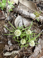 Siloxerus multiflorus