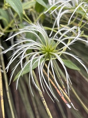 Clematis pubescens