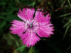 Dianthus seguieri
